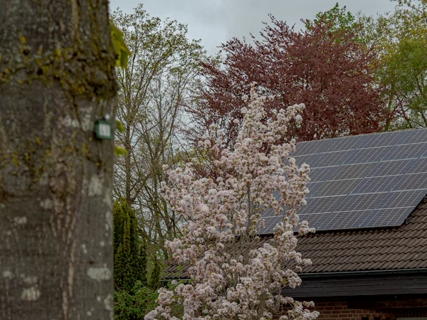 Home with solar panels behind a flowering tree